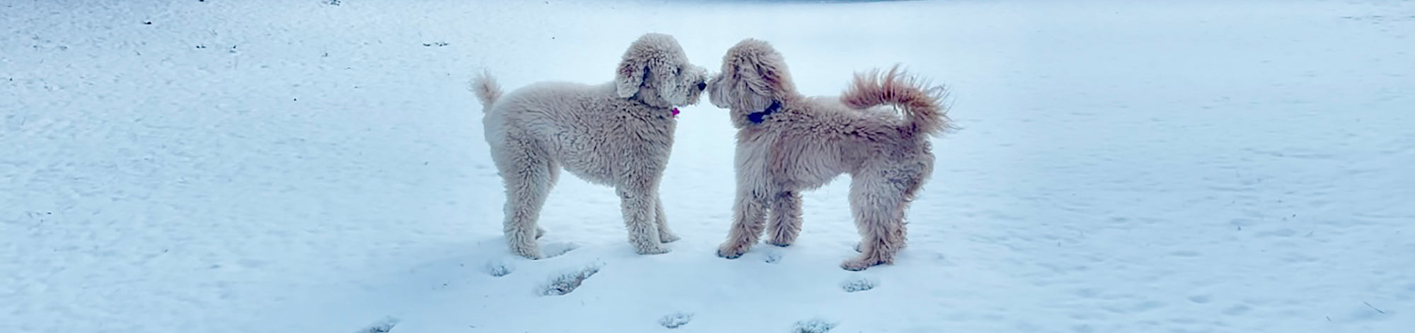 dogs touching noses